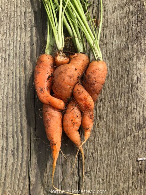 Growing Food – Carrots - Northern Homestead