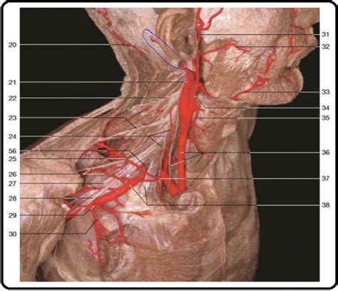 Neck Vessels Diagram | Quizlet