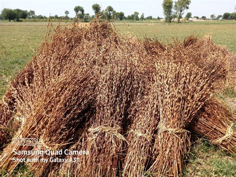 beauty  agriculture samsung members