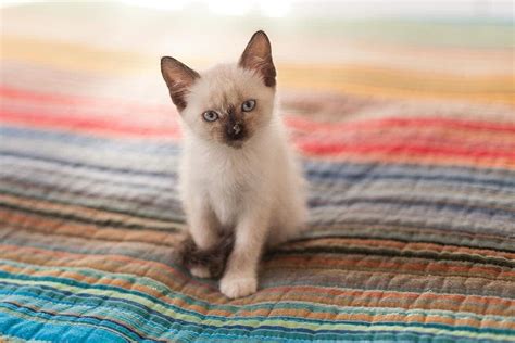 Siamese Kittens For Sale in Florida: Breeders List 2025 | Hepper