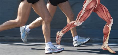 ACHILLES TENDON: ANATOMY AND FUNCTION