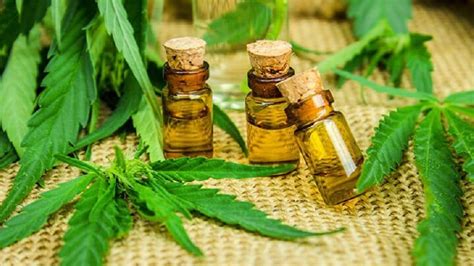 Para Que Serve O Óleo De Canabidiol - Óleo de Canabidiol: Para que serve, valor nutricional e benefícios ...