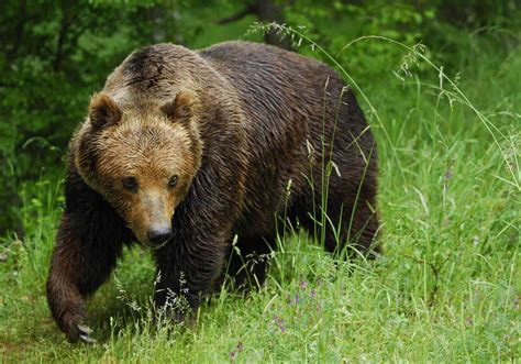 Brown Bear Species South of Canada ~ planetanimalzone