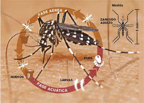 Aedes Aegypti Transmite Quais Doenças - 9