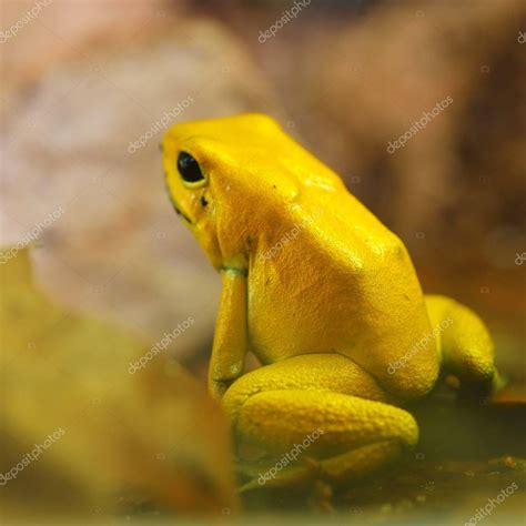 Altın Zehir Kurbağa Phyllobates Terribilis Doğal Yağmur Ormanları
