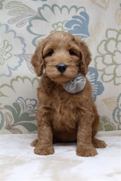 Red Mini Australian Labradoodle