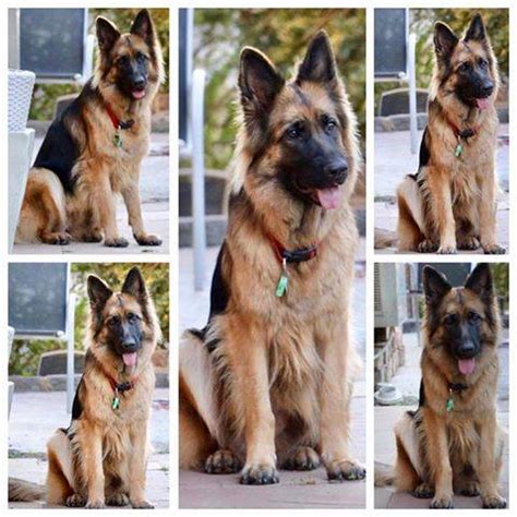 german shepherd federation  south africa east london club home facebook