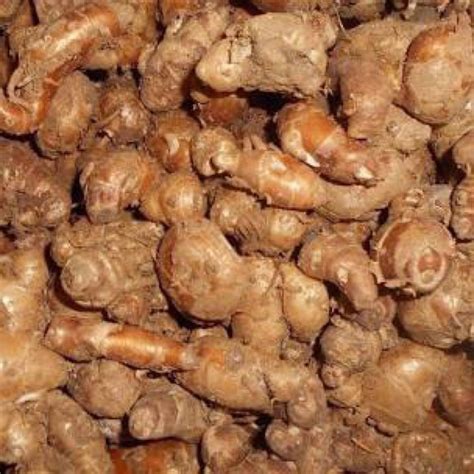 jual kencur cikur shopee indonesia