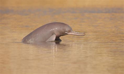 Ganges River Dolphin Map - Share Map