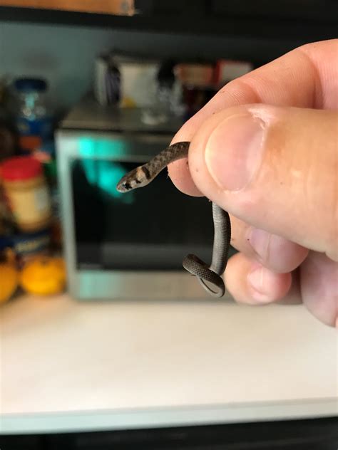 Little snake found in the yard : r/tinyanimalsonfingers