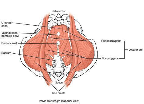 For the Guys: Here's How to Relax Your Tight Pelvic Floor Muscles ...