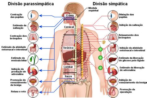Quais As Funções Do Sistema Nervoso