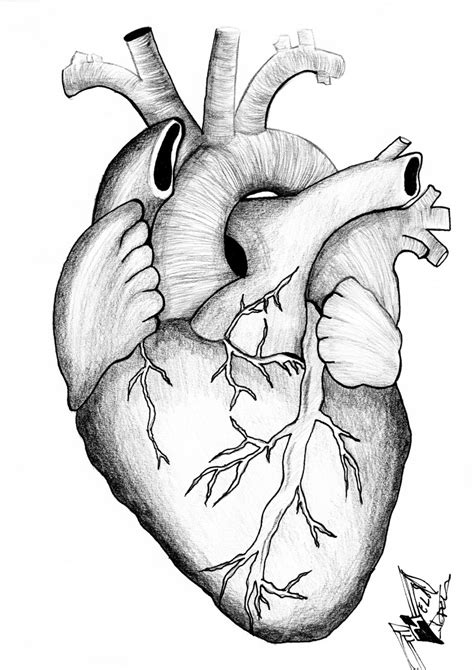 How To Draw A Human Heart Drawing Easy Outline Anatomical Heart Images