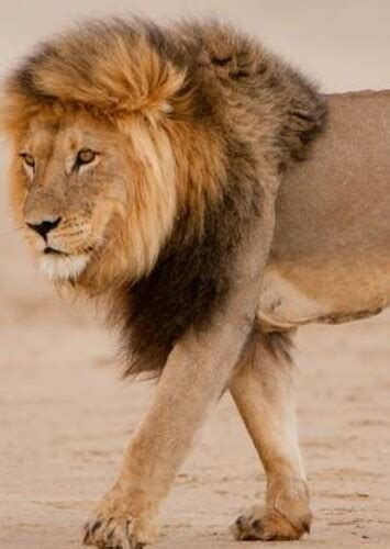 Animal: The Definitive Visual Guide Fan Casting on myCast