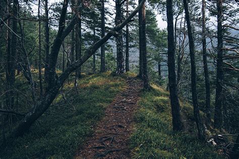 Dreamy Pixel | Path in a dark Forest - Dreamy Pixel