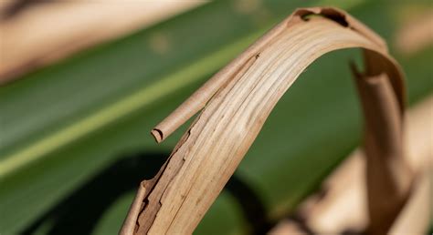 Biogeochemical Cycle Recalibration → Term