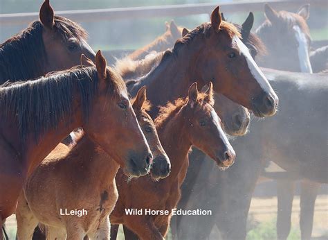 Budget Confusion – Wild Horse Education