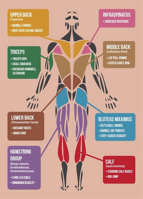 anatomy chart  spine anatomy