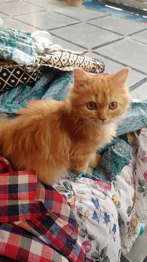 Name her please ginger female persian 4 months old : r/cats