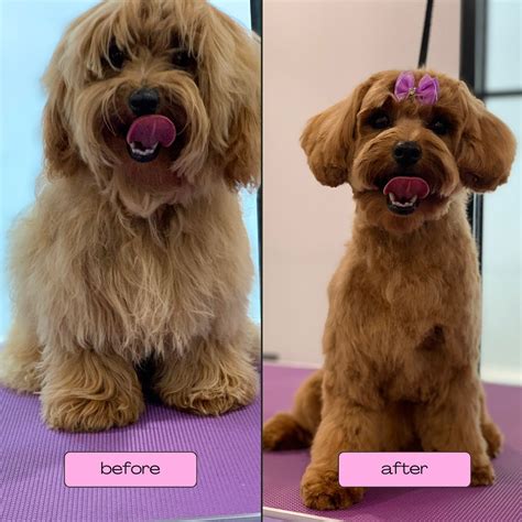 cage  grooming    lucky dogs mornington peninsula magazine
