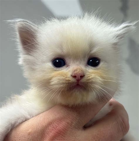 Chaton 4 - Chaton Ragdoll de l'élevage De Medicis Cattery