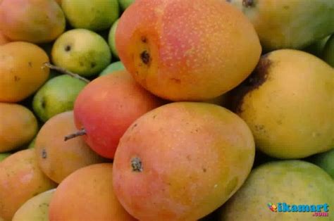 buah mangga gincu 1kg gedong gincu mangga asli indramayu BUAH MANGGA GEDONG GINCU | Lazada Indonesia