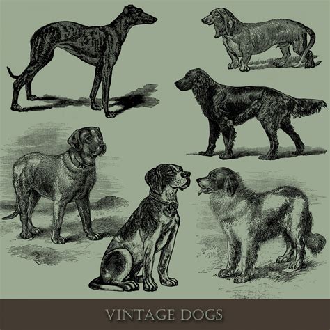 vintage dog illustration  stock photo public domain pictures