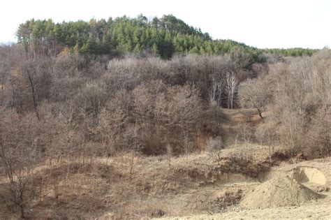 premium photo  dry area  trees  bushes