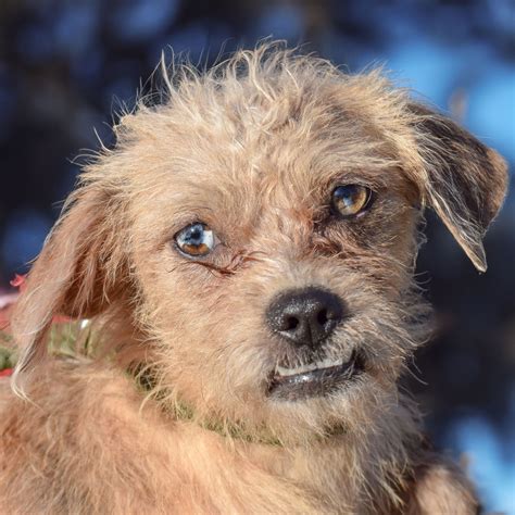 animal butters crossword