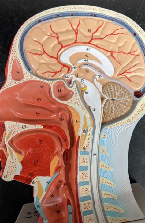 Pharynx 2 Diagram | Quizlet