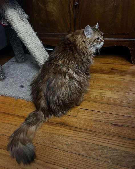 Only Maine Coons Rescue