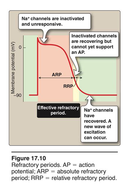 Refractory Period Diagram