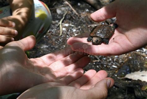 Baby Common Snapping Turtle Stock Photos - Free & Royalty-Free Stock ...