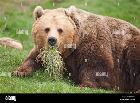 european brown bear ursus arctos arctos omnivorous nature