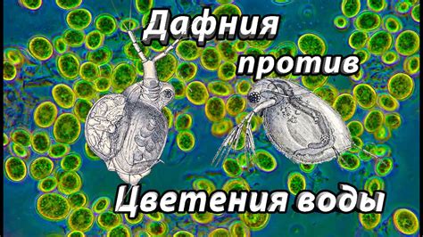 Помогает ли дафния бороться с цветением воды в аквариуме? - YouTube