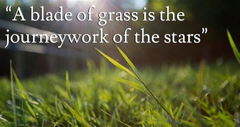 Walt Whitman Quotes Leaves Of Grass Poem | Wallpaper Image Photo