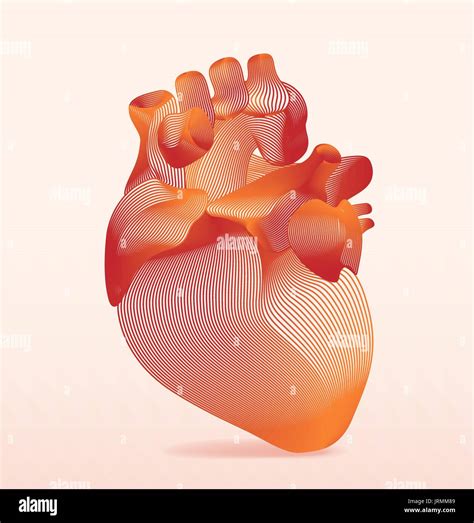 line art of human anatomical heart. vector illustration Stock Vector ...