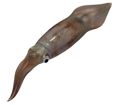 gambar cumi cumi dunia binatang