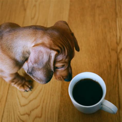 Is Coffee Harmful For Dogs