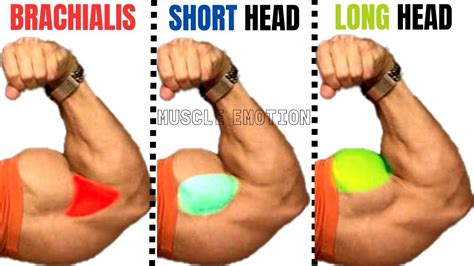 short head biceps long head biceps brachialis   bigger