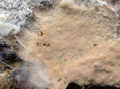 Asterostroma - Alchetron, The Free Social Encyclopedia