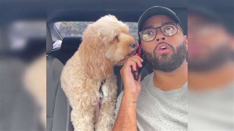 Paws And Profit: The Surprising Net Worth Of Luna, The Mini Cockapoo Socialite