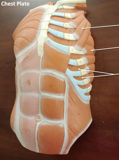chest plate diagram quizlet