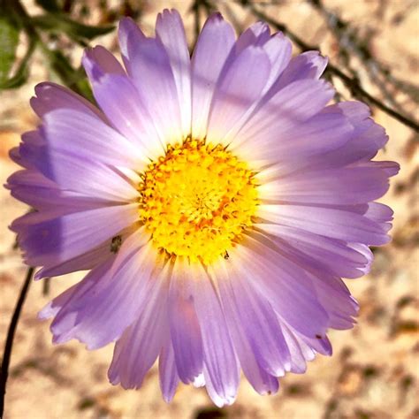 Desert Flowers: When Plants Bloom in the Desert