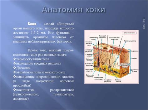 Акне. Угри, угревая болезнь, прыщи - презентация онлайн