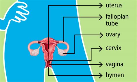 parts   vagina female anatomy body parts  functions