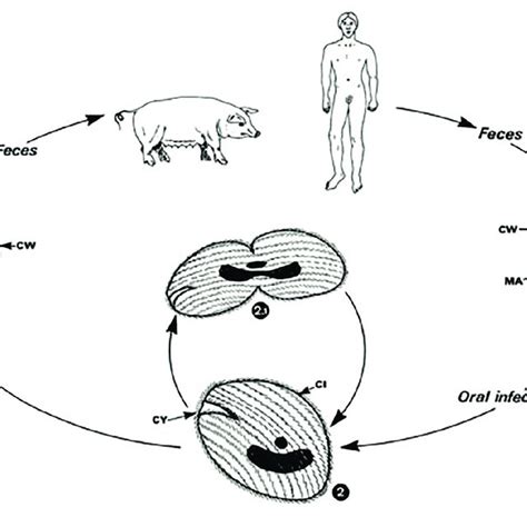 Cycle de Balantidium coli. | Download Scientific Diagram
