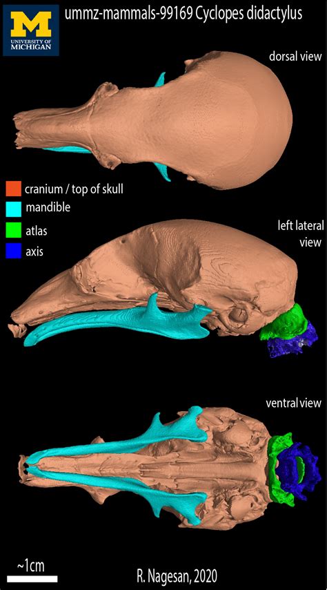 Anteater Skull Anatomy - Landmarks Digitized On The Skull Of Phataginus Tricuspis Bmnh Download ...