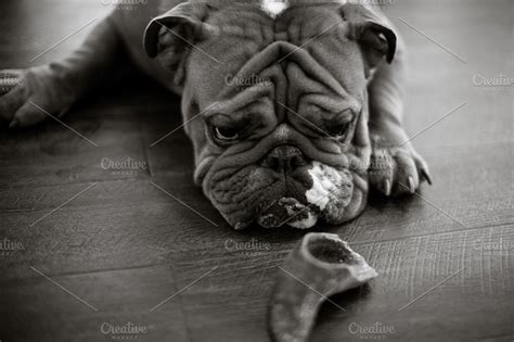 english bulldog black  white   creative market