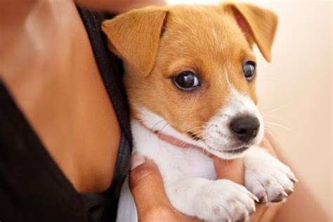 adorable  spanish english  spanish translation